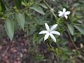 Pointed-Leaf Jasmine